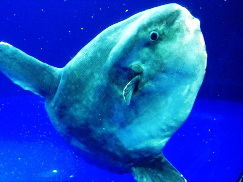 ocean-sunfish-mola-mola.jpg